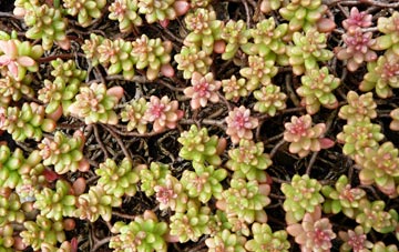 sedum roof plants